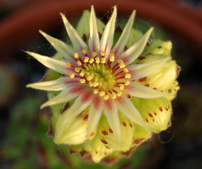 Sempervivum Dachwurz Hauswurz